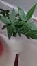 八芽盆栽发财树植物室内禅意招财树盆景办公室桌面绿植源头直发包邮 五福发财树-圆肚盆-密胺托盘 含盆 实拍图