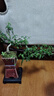 【清香木盆景】飘枝老桩花卉好养绿植盆栽茶桌高档年货带花盆底座 钧窑老桩清香木高25-30+底座 实拍图