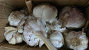 新鲜干蒜即食水果大蒜蔬菜小龙虾生蚝调料蒜 新干大蒜750g含箱 实拍图