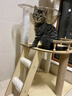 唐米吉吉加粗大型猫爬架猫窝猫树一体太空舱猫架子小户型不占地剑麻猫玩具 【105cm单舱观景台】小型猫爬架 实拍图