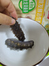 即食海参独立包装新鲜海鲜礼盒鲜食大连海参刺身冷冻辽参优质刺参 优质海参1斤（10-15头） 实拍图