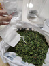 原料骨草茶养肝护肝茶包广西野生鸡骨草叶茶中草 手工炒干鸡骨草 牛皮袋装100克*2袋（实惠装） 实拍图
