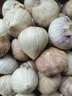 志褚独头蒜大蒜头 2024云南大理紫皮独蒜 精品新鲜现挖湿蒜 3斤装【大果3.0-3.5cm】 实拍图