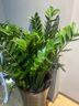 叹为观止大型植物发财树各种大颗盆栽开业乔迁客厅办公室内好养大型花卉 金钱树【80厘米-1米】 不含盆 实拍图
