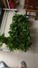 绿有意绿萝盆栽室内植物花卉绿植水培长藤垂吊大叶绿箩新房家用吸除甲醛 120原盆储水绿萝10盆+壶+10肥 带盆带土发货 实拍图