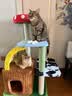 ZEZE奇幻农场猫爬架猫窝猫树一体不占地四季通用跳台猫窝猫抓用品 实拍图