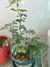 坤卉【养死补发】阳台盆栽月季花四季开花玫瑰花树苗耐寒耐旱灌木月季 实拍图