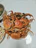 【活蟹】漁家师傅大闸蟹六月黄2.8-3.1两10只去绳足重鲜活螃蟹现货生鲜礼盒源头直发 实拍图