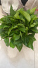 绿萝盆栽室内客厅绿植花卉 家用净化空气绿箩植物吸除甲醛吊兰 高26CM【原盆+托盘】1盆+肥 实拍图