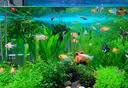 NORVIR【顺丰】日本黄粉鱼粉水族用品观赏鱼金鱼药粉龙鱼锦鲤水质调 【顺丰】黄粉100g/包【渔场版】 实拍图
