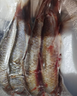 微山湖野生鲫鱼土渔民捕捞活鱼现杀净膛滋补炖汤400g/袋生鲜鱼类 中号【4-6条/400g】400g*3袋 实拍图