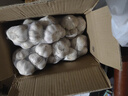 山东金乡蒜大蒜出口标准精选大蒜头蔬菜调料单果5cm 出口标准网兜装箱 1800g 5-5.5cm特大 实拍图