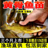黄骨鱼苗活体淡水养殖食用鲜活鱼黄丫头黄鸭叫昂刺鱼黄颡鱼冷水观赏鱼黄辣丁鱼苗批发 50条3-4厘米黄骨鱼苗(多发10%防损) 实拍图