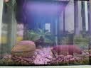 闽江（minjiang）鱼缸水族箱免换水生态造景客厅屏风中大型玻璃龙鱼缸观赏鱼家用 白色（礼包+造景+升级过滤） 长80*宽30*高139（缸体+储物柜） 实拍图