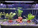 燕之雁 鱼缸LED水草灯 三档变色 照明灯 增艳灯 适用鱼缸38-50cm 10W 实拍图
