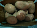 【真便宜】红皮土豆高原黄心土豆马铃薯红皮黄心洋芋 蔬菜水果 红皮土豆 4斤 单果1-3两 实拍图