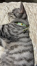 欢宠网猫咪驱虫项圈狗狗猫宠物狗猫圈除跳蚤猫猫幼猫小猫小狗体外去跳蚤 实拍图
