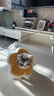 华元宠具（hoopet）猫咪伊丽莎白圈幼猫项圈宠物狗狗圈颈圈脖圈头套犬耻辱圈防舔头罩 实拍图