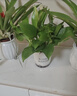 绿有意绿萝盆栽除甲醛室内好养花卉植物绿萝批发办公室新房装修净化空气 120#白色早安储水10盆+壶+10肥 带盆带土发货 实拍图