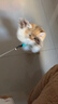 【京东快递】仙女逗猫棒猫咪玩具带铃铛逗猫神器耐咬羽毛逗猫棒 随机款2支（不指定，不重复） 实拍图