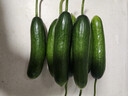 京鲜生 精品嫩水果黄瓜 净1.6斤单果70g左右 水嫩精选幼瓜 源头直发 实拍图