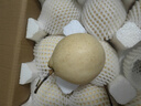 正宗河北鸭梨大果新鲜10斤脆甜梨子水果当季整箱包邮5斤赵县雪梨 特级鸭梨净重5斤 实拍图