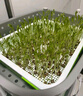 北蔬 育苗盘育苗发芽盆水培蔬菜保温带盖苗菜无土栽培 加深育苗盘2个 实拍图