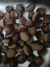 丹东新鲜板栗生栗子当季5斤现摘毛油栗子嫩板栗锥栗整箱生鲜蔬 9斤 【严选大果】净重8.5斤 实拍图
