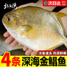 北海湾 金鲳鱼 新鲜海捕大鲳鱼海鲜平鱼冷冻扁鱼冰鲜大鲳鱼海鱼银鱼鱼类 【净重400-500克/条】 共4条 实拍图