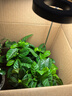 植物补光灯全光谱LED植物生长灯防太阳多肉补光灯种植6W定时调光 黑色-太阳光（植物生长）+底座 可调节-高68CM 实拍图