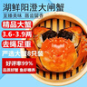【活蟹】湖鲜阳澄大闸蟹全母3.6-3.9两8只去绳足重过年送礼螃蟹新春海鲜送礼生鲜礼盒装 实拍图