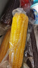 京鲜生东北糯玉米3黄3白3黑220g*9棒 真空包装新鲜甜糯玉米棒 源头直发 实拍图