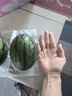 现摘现发2k西瓜当季手剥薄皮小糖丸西瓜新鲜水果冰糖子小西瓜 2-3斤（1-2个） 实拍图