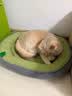 贝初众狗窝狗垫子猫窝四季通用中小型犬狗床可拆洗狗狗睡垫春季猫狗窝 绿色-50*40cm（建议8斤内） 实拍图