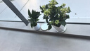 爱优尚白掌盆栽花卉植物室内防辐射净化空气开花桌面小植物源头直发 实拍图