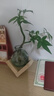 八芽水培植物发财树小盼菩提桌面盆栽净化空气室内摆件办公室绿植花卉 双杆发财树-轻奢小蓝瓶-几何木架 含盆 实拍图