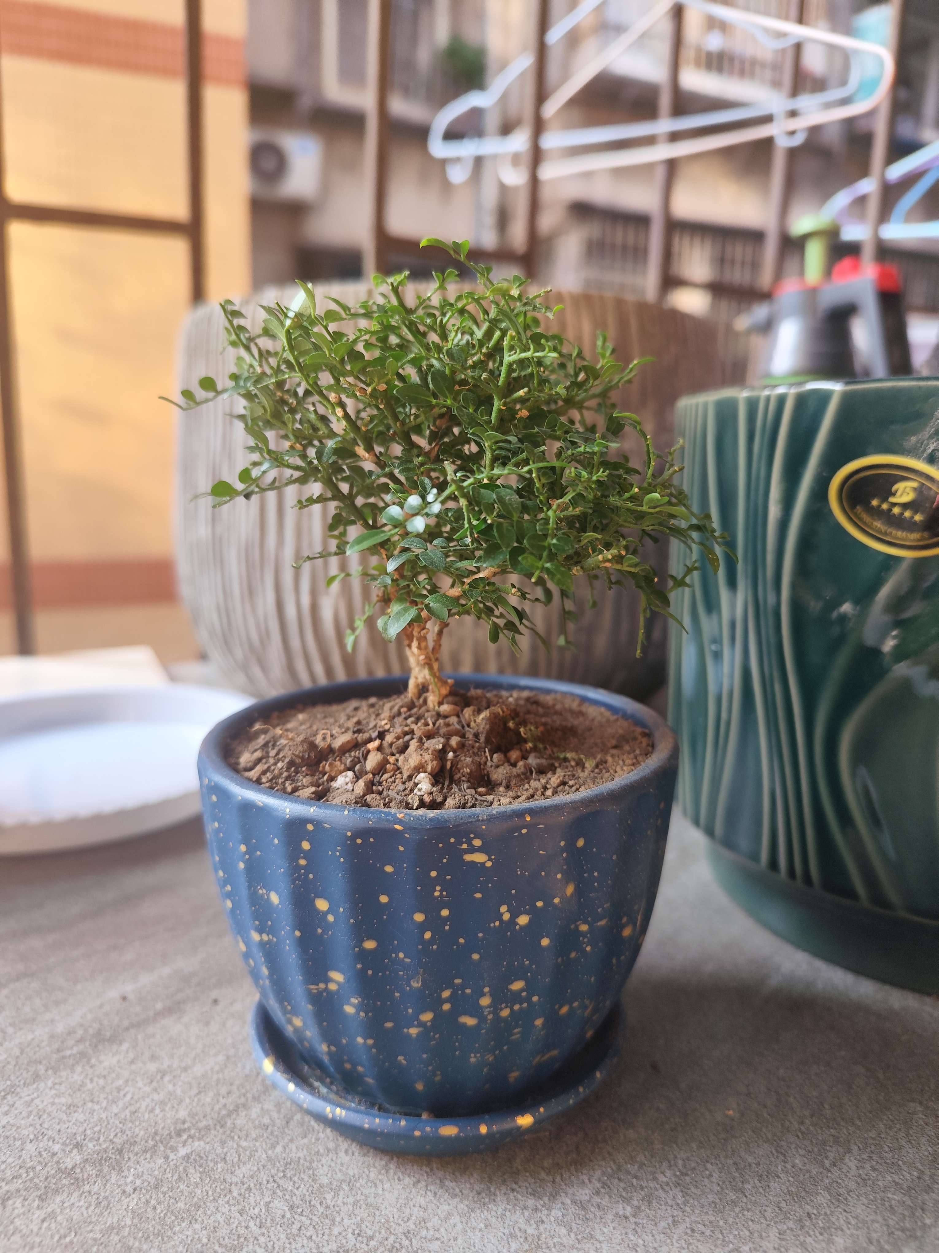 开时果 各类绿植盆栽盆景DIY素材苗 六月雪文竹小苗室内造景微景观植物 达摩九里香（小苗） 实拍图