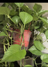 双盟绿萝盆栽除甲醛花卉绿植办公室新房净化空气 龙蛋竖纹4盆源头直发 实拍图