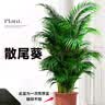 中梦散尾葵植物盆栽客厅大型绿植室内办公室凤尾竹盆景天堂鸟花卉 散尾葵高1-1.2米一盆 实拍图