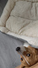 贝尼宠狗窝猫窝宠物窝秋冬加厚保暖网红款耐脏地垫猫咪窝狗床狗垫子睡垫 舒棉绒XL 76x62高10cm适42斤宠物 实拍图