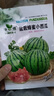 超甜蜂蜜小西瓜种子红玉无籽小西瓜四季种植阳台庭院盆栽水果种子 蜂蜜盆栽小西瓜种子（30天可吃） 高产良种：1包约40粒【新种 实拍图