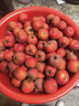 沂蒙山新鲜山楂大金星山楂大五棱鲜果特级大果山楂泡酒冰糖葫芦 3斤净重新鲜大金星山楂大果 实拍图