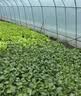 太阳能冬季取暖器大棚增温灯蔬菜水果花卉养殖专用增温保温补光灯 主灯200W+三色可调+光控+遥控 实拍图