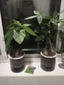 发财树盆栽大植物室内办公室桌面客厅小盆景招财树苗绿植花卉盆栽 三杆发财树 5-8cm【繁星吸水盆】 【送肥料】 实拍图