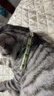 欢宠网猫咪驱虫项圈狗狗猫宠物狗猫圈除跳蚤猫猫幼猫小猫小狗体外去跳蚤 实拍图