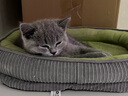【京东快递】猫窝狗窝四季中大犬垫子隔凉狗狗宠物窝垫可拆洗沙发 草绿色 S- 45*30cm 适合3斤内 幼宠专用 实拍图