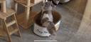 疯狂的主人加深猫抓板窝深坑耐抓耐磨不掉屑猫窝一体猫爪板猫抓盆55*40*18CM 实拍图