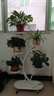 花架客厅2025新款轻奢花架置物架阳台多肉万向轮花盆托架多层铁艺 招财树五盆白 实拍图