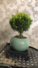 开时果 小叶赤楠盆景摆件 办公室桌面绿植花卉好养盆栽植物源头直发包邮 【热销款】哥窑浸墨盆+苔藓+底座 实拍图