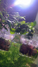 奈宠鱼缸水培定植篮壁挂式水草杯框植物固定支架造景装饰配件水族挂盒 壁挂水培盒方型【2个装】 实拍图